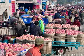 图集｜烟台苹果红了，栖霞交易市场内一片繁忙景象图片