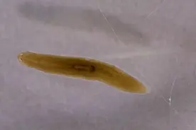 潮声丨跟神舟上天的这条小虫，有着人类梦寐以求的再生能力图片