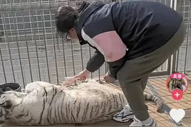 “吓”狼加单手拎虎 网红东北虎育幼师带火动物园：打赏都给动物改善伙食图片