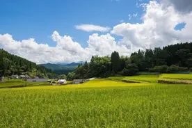 洋县厚植生态底色图片