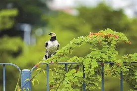 深圳人的每一天，从鸟鸣开始图片