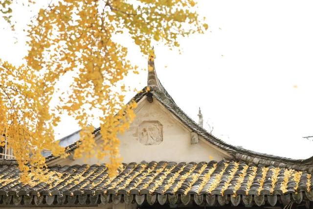 永嘉424岁的古银杏太美了