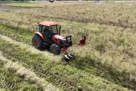 夏收进行时丨英山：千亩油菜迎丰收 分段收割效益高图片