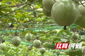 祁阳：100亩百香果迎来丰收 带火“田园经济”图片