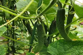 灞桥区狄寨中心园大班组夏季农耕主题课程——黄瓜“架”到图片