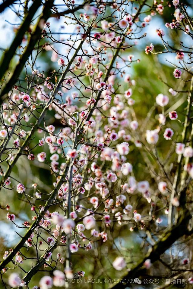 接下来的日照，是这样的…