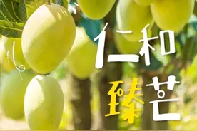“臻芒”下山，攀枝花仁和晚熟芒果季来了图片