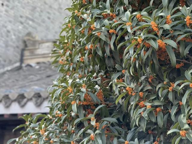 这声“对不起”，泰州人等了半个月！