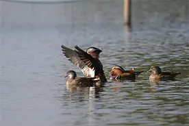 西湖鸳鸯“新婚夫妇”看“婚房”，一线“湖景房”成为选房首选图片