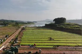 江西都昌：14.7万亩中稻插秧全面展开图片