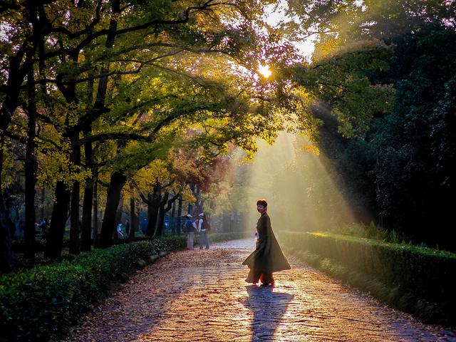 明孝陵清晨现丁达尔绝美景观