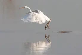 优雅的水中舞者---白鹭图片