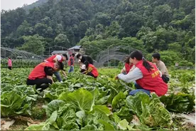 湖南吉首：流动党员聚合力 暖心助农解民忧图片