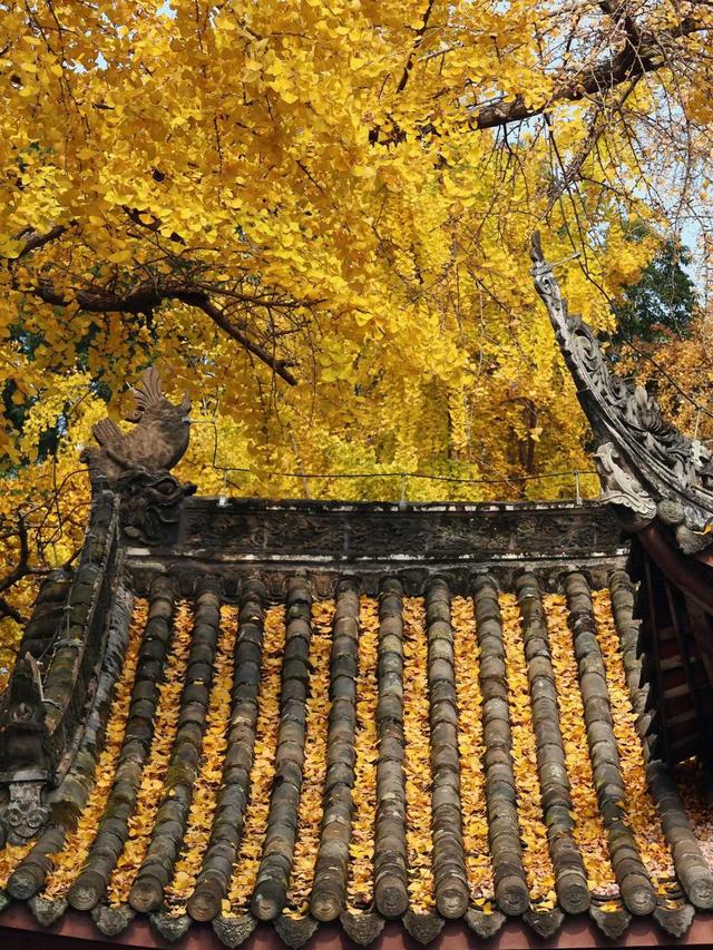 “兄弟银杏”迎来最佳观赏期！眉山三苏祠联合眉山江口沉银博物馆开启“杏运季”