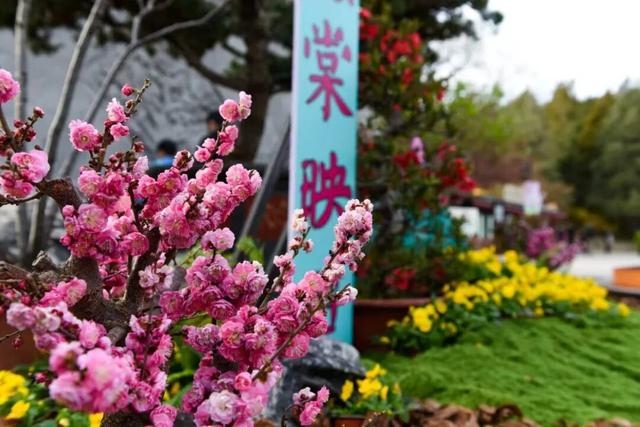 陶然亭公园第十一届海棠春花文化节启幕，另有西城赏花点位全掌握