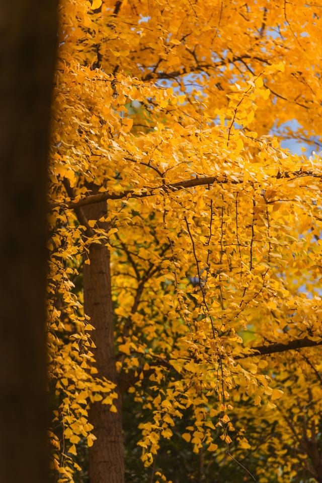 深秋郑州文博广场：600株银杏绘就“金色画卷” 邂逅浪漫秋韵