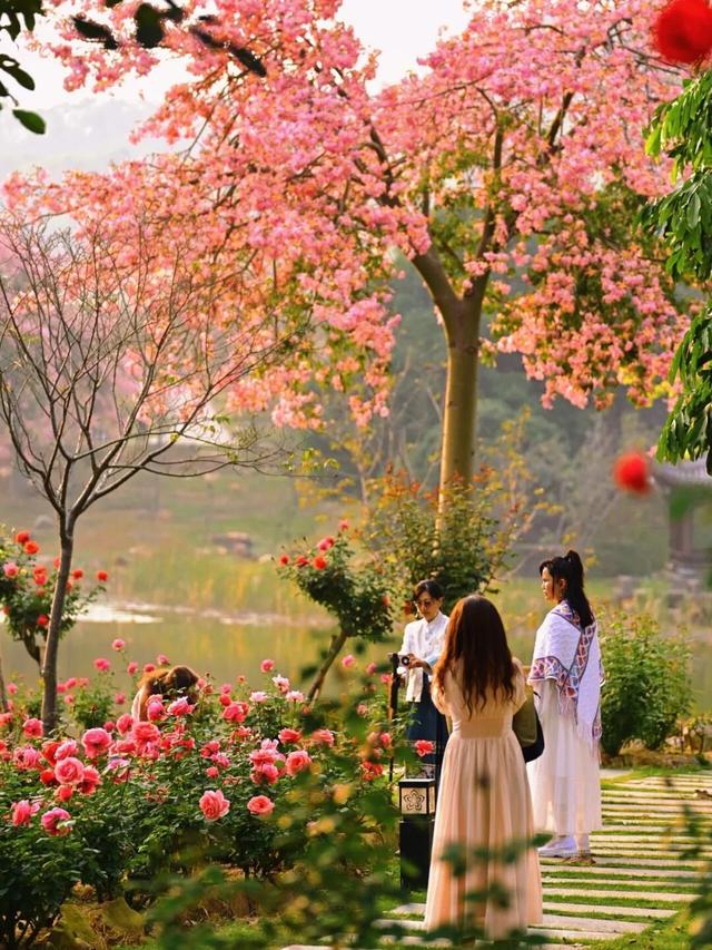 十二月限定浪漫 青秀山双花同绽迎冬韵