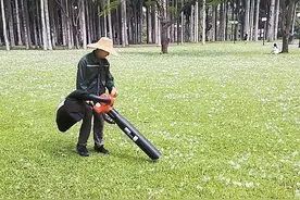 尽日飘飞絮 人喜人愁天 相关部门已采取治理举措，预计木棉飘絮的景象本月底结束图片