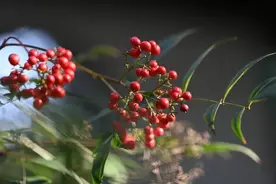 身边就有，别摘别吃！图片