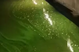 昆明滇池湖水呈碧绿色，网友担忧水质，水务局：今年气温升高致蓝藻暴发，已成立专班处置图片