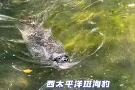果然视频丨动物视界112——自由自在的西太平洋斑海豹图片