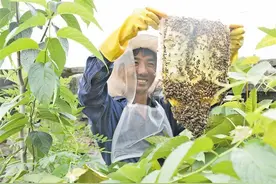 小蜜蜂酿就“甜蜜事业”图片