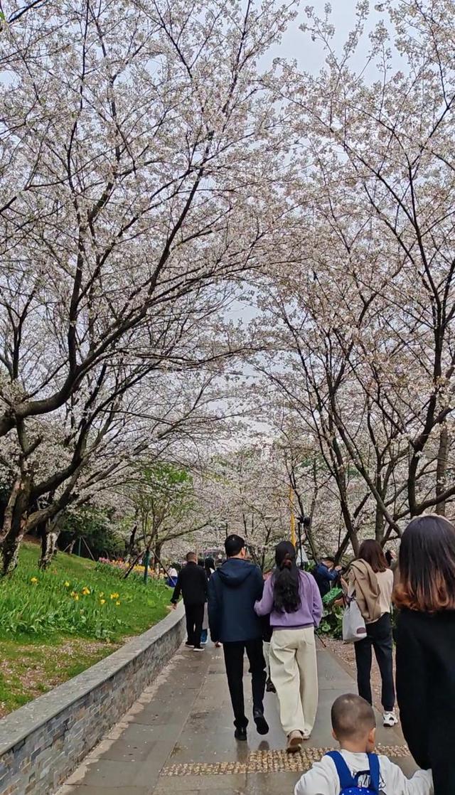 雨后樱花落满湖，湖南省植物园绝美“花瓣湖”景观本周限定呈现