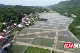 乡村追梦人 | 游婕：“野草”华丽转身，石菖蒲化身乡村“致富草”图片