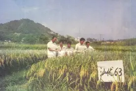 “汕优63”入选“十大杂交水稻荣誉品种”图片