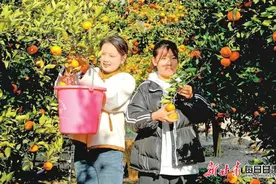 【乡村行·看振兴】 橘子红了图片