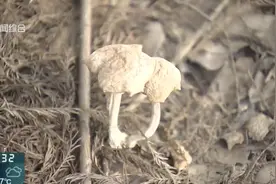 不要碰！不要碰！上海突然大量涌现！图片