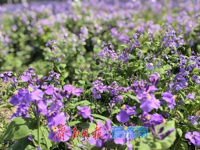 清明赴花约！济南植物园承包你的春日极致浪漫