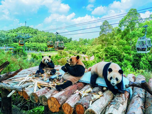 2025年“羊城八景”新鲜出炉， 广州长隆旅游度假区入选