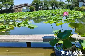 近千个荷莲品种亮相！第38届全国荷花展览在无锡启幕图片