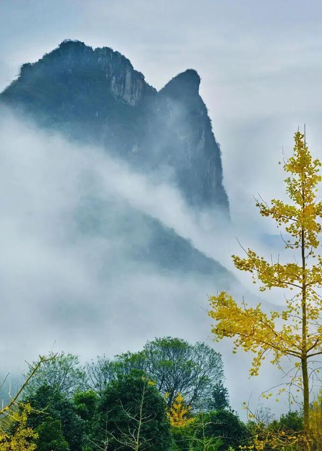 千年银杏韵，金黄满地诗，金色海洋游玩攻略来了！