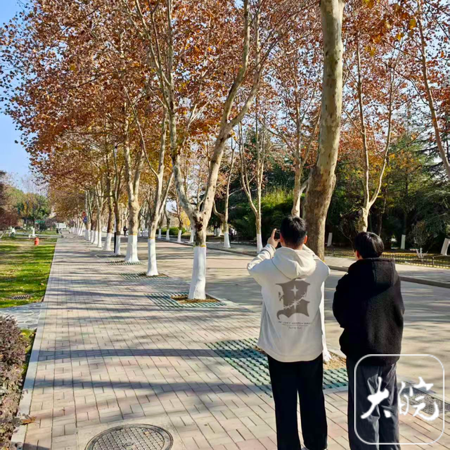 合肥冬日绝美画卷！满城“金色法桐”邀您共赏