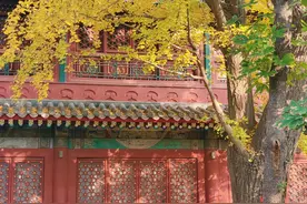 银杏叶铺满小径，法源寺更添静谧与深邃图片