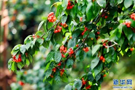 樱桃满枝头 采摘正当时图片