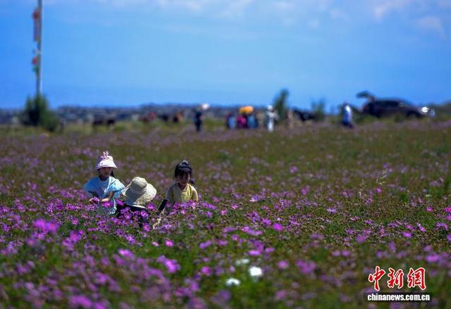 乌鲁木齐：天山脚下格桑花盛开引游客打卡