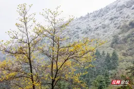 【每日一图@湖南】雪中邵东有多美？这处打卡地让你拍照到手软图片