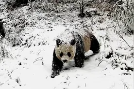 陕西长青保护区：野生大熊猫秦岭亚种的“天然庇护所”图片