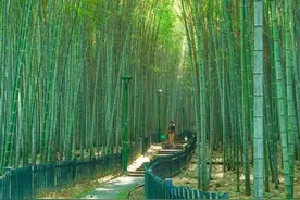 杭州这天气踏青正合适！小众徒步胜地大揭秘图片