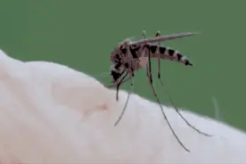 为什么秋天蚊子咬人更狠？图片