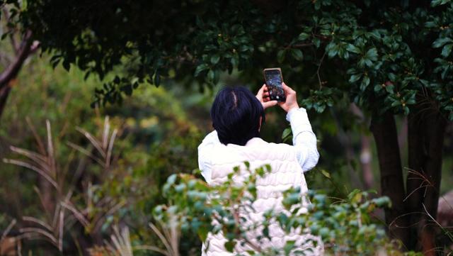 难得一见！桂花樱花同框，演绎秋日浪漫氛围