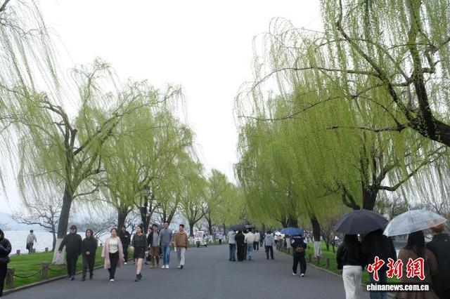 杭州西湖春意初显 桃花点点柳色新