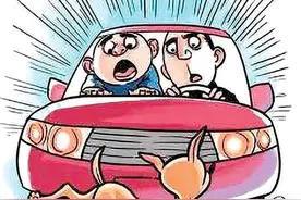 狗过马路被撞飞砸伤路人 法院：如能证实被撞犬只饲养人有过错，保险公司赔付后另行起诉图片