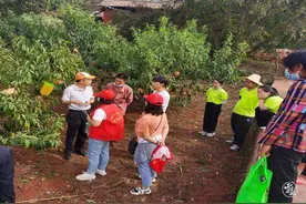 “冬桃之乡”富民白石岩村多渠道开拓致富途径图片