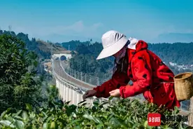 图集｜春日忙碌 从春茶采摘开始图片