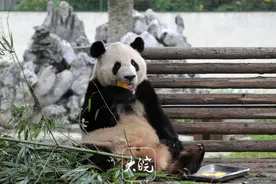 大熊猫要来合肥了？合肥野生动物园熊猫馆开始改造图片