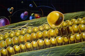 国产转基因玉米、大豆将走上市场？种业命运的转折站，都谁在车上｜产业观察图片